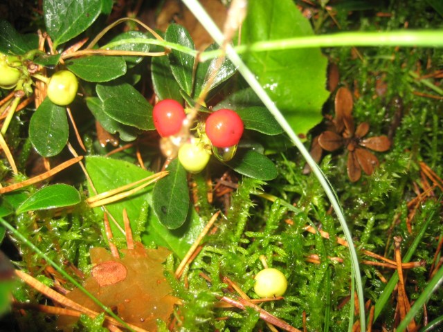 Colores de otoño en el Pirineo